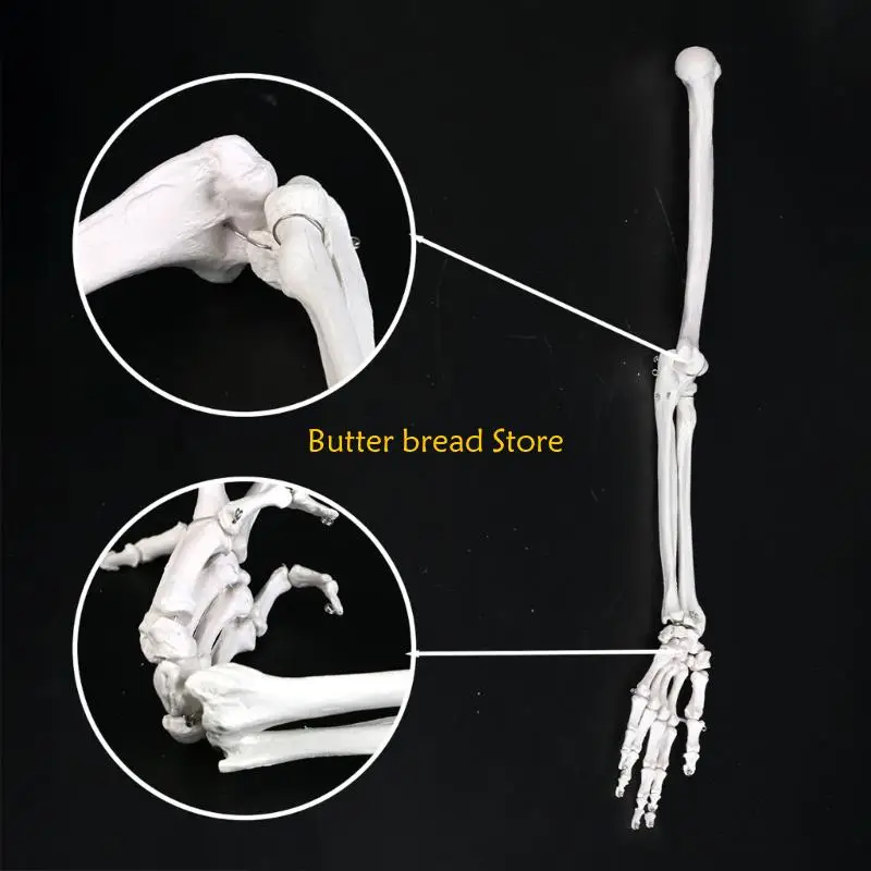 W89C Realistic Human Shoulder Scapula Clavicle Structure Teaching Tool PVC Texture