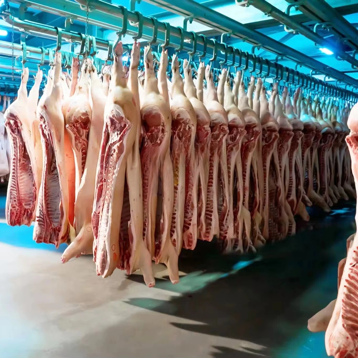 FL Reliable Running Pig Cattle Sheep Slaughter Line Livestock Killing Equipment For Commercial Livestock Butchery Plant