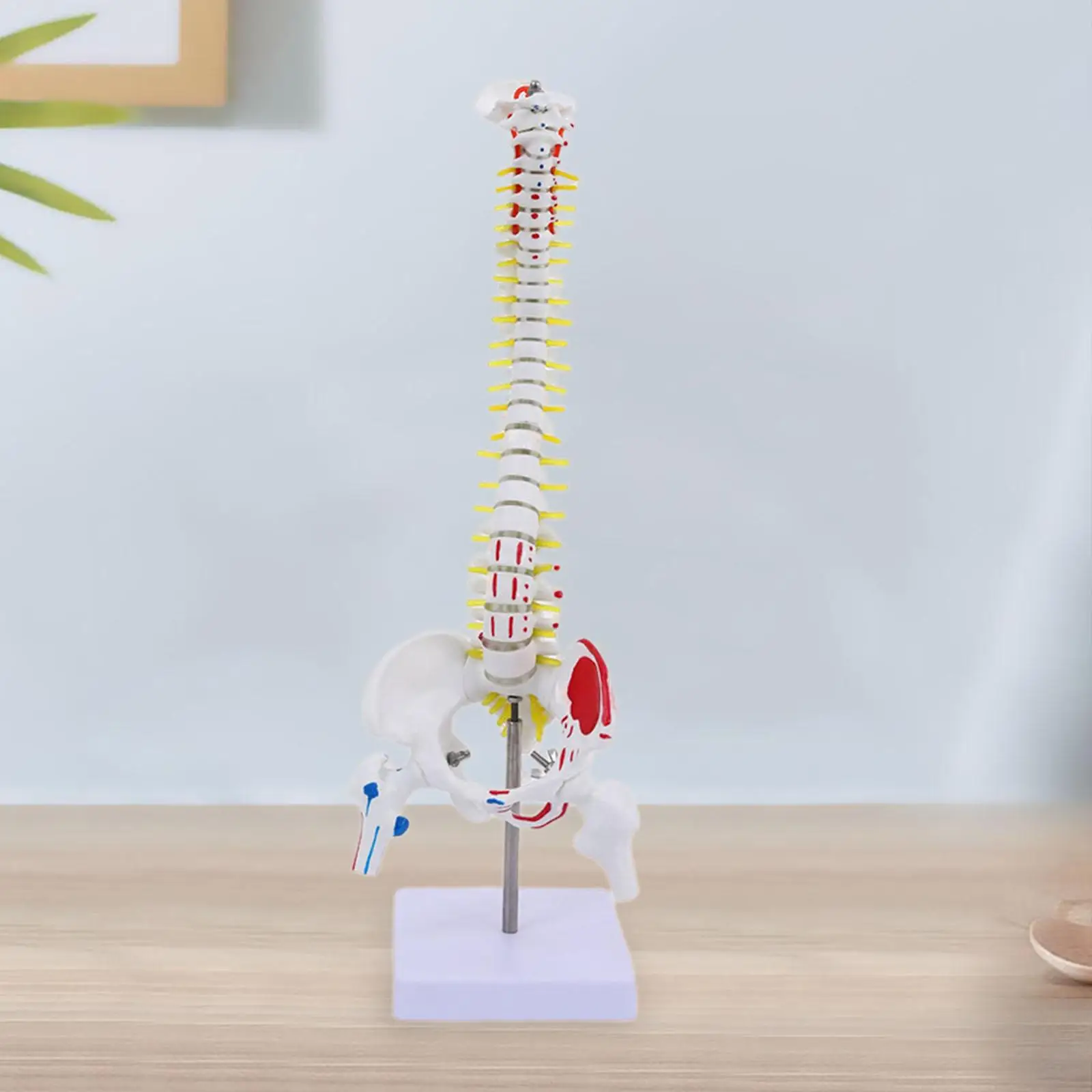 Anatomical Spine Model 17inch with Muscle Illustrations Educational Tool