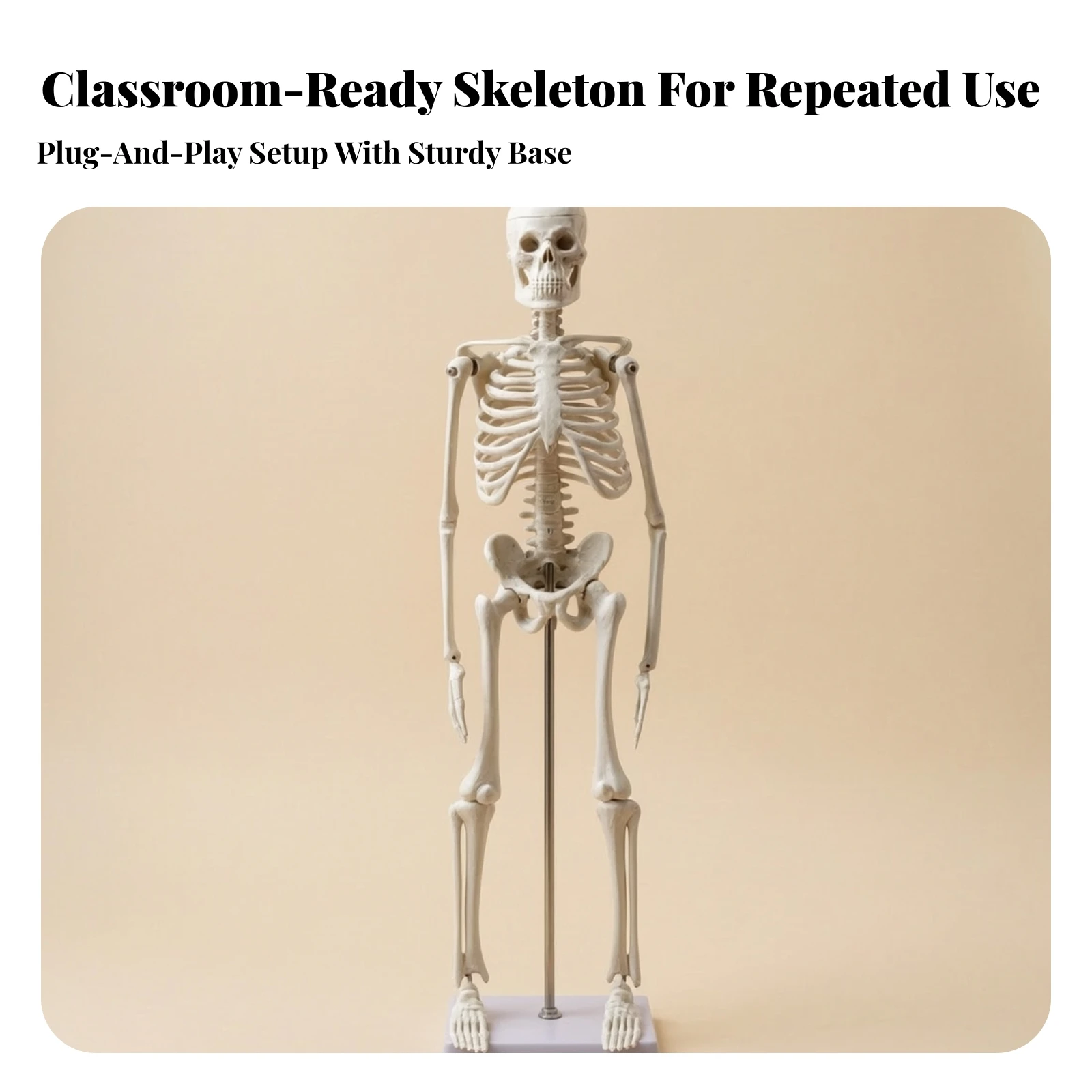45 Cm Human Skeleton Anatomical Model Washable Human Skeleton Model with Movable Joints Freestanding Compact