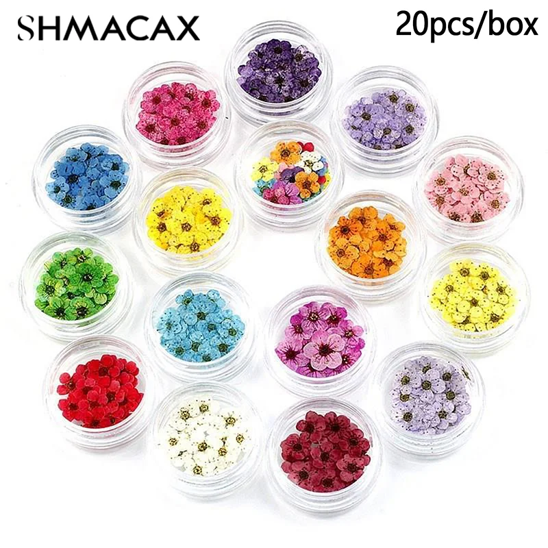 Flor de flor de ciruelo de Narciso seca prensada para fabricación de joyas de resina epoxi, artesanía de arte de uñas, accesorios de bricolaje, 20 unids/lote por caja