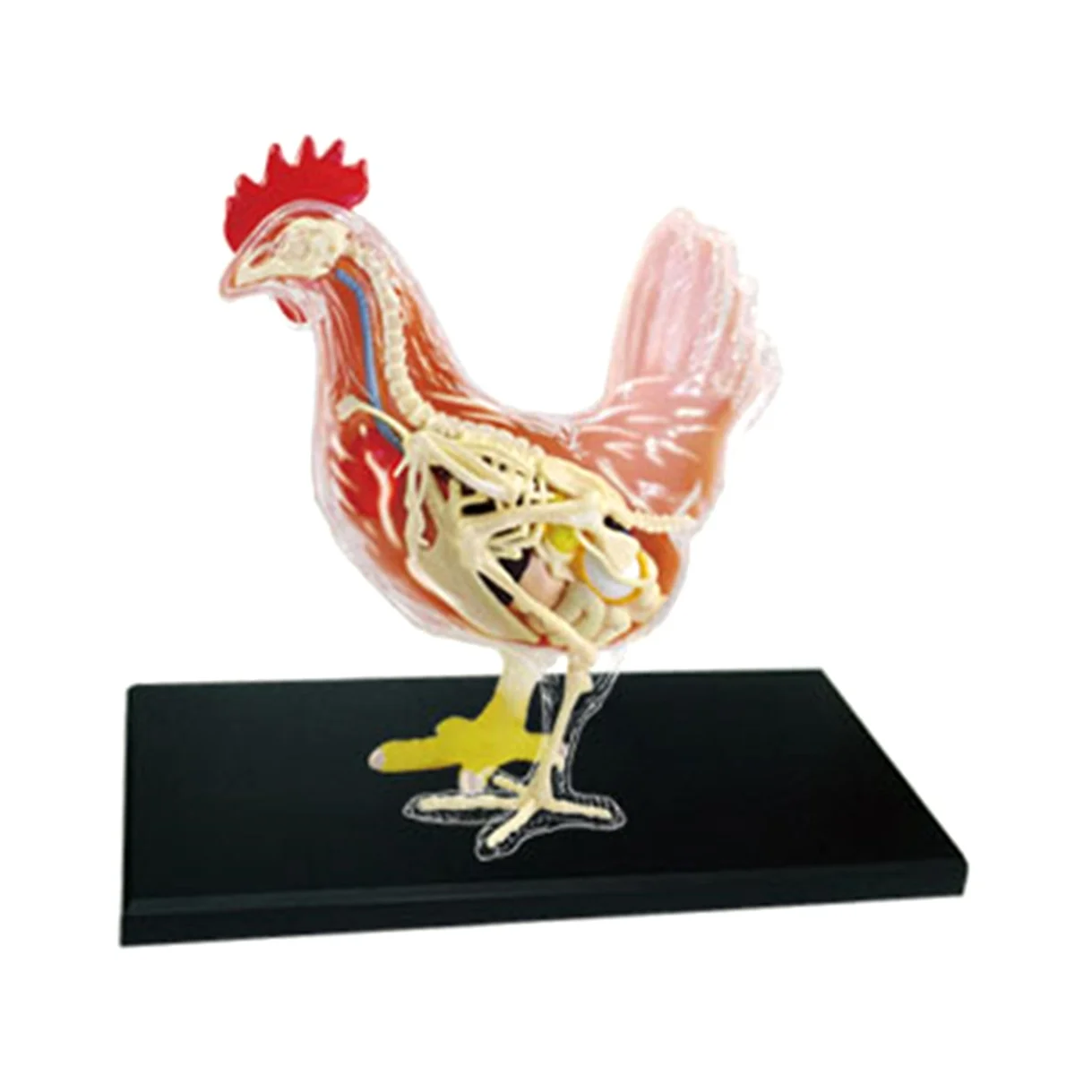 Red and White Chicken 4D Master Puzzle Assembling Toy Animal Biology Organ Anatomical Teaching Model Anatomy