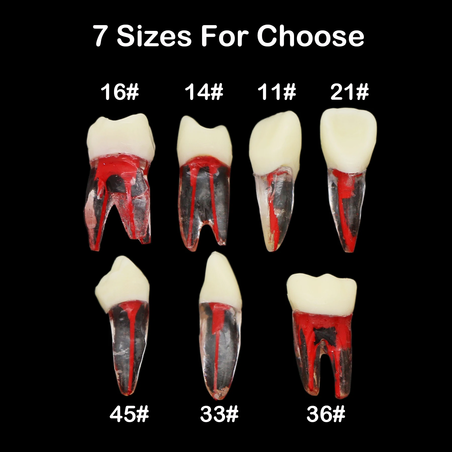 

Dental Endodontic Root Canal Block RCT Practice Endo Tooth Model Endo Resin Pulp Cavity Study Teeth Block Teach Demo