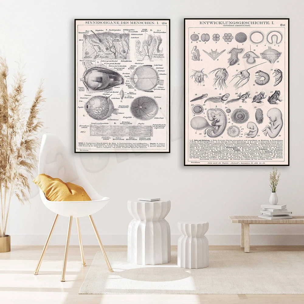 Sense Organs 1923 | 1923 old original picture print, 100 year old encyclopedia page poster, Embryology