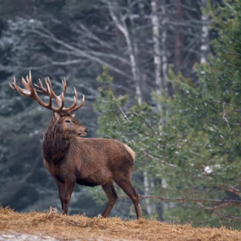 

Dual Cooling Fan Set for Trxs VXL-3s ESC High-Speed Heat Sink Compatible with Slash/Stampede 2wd