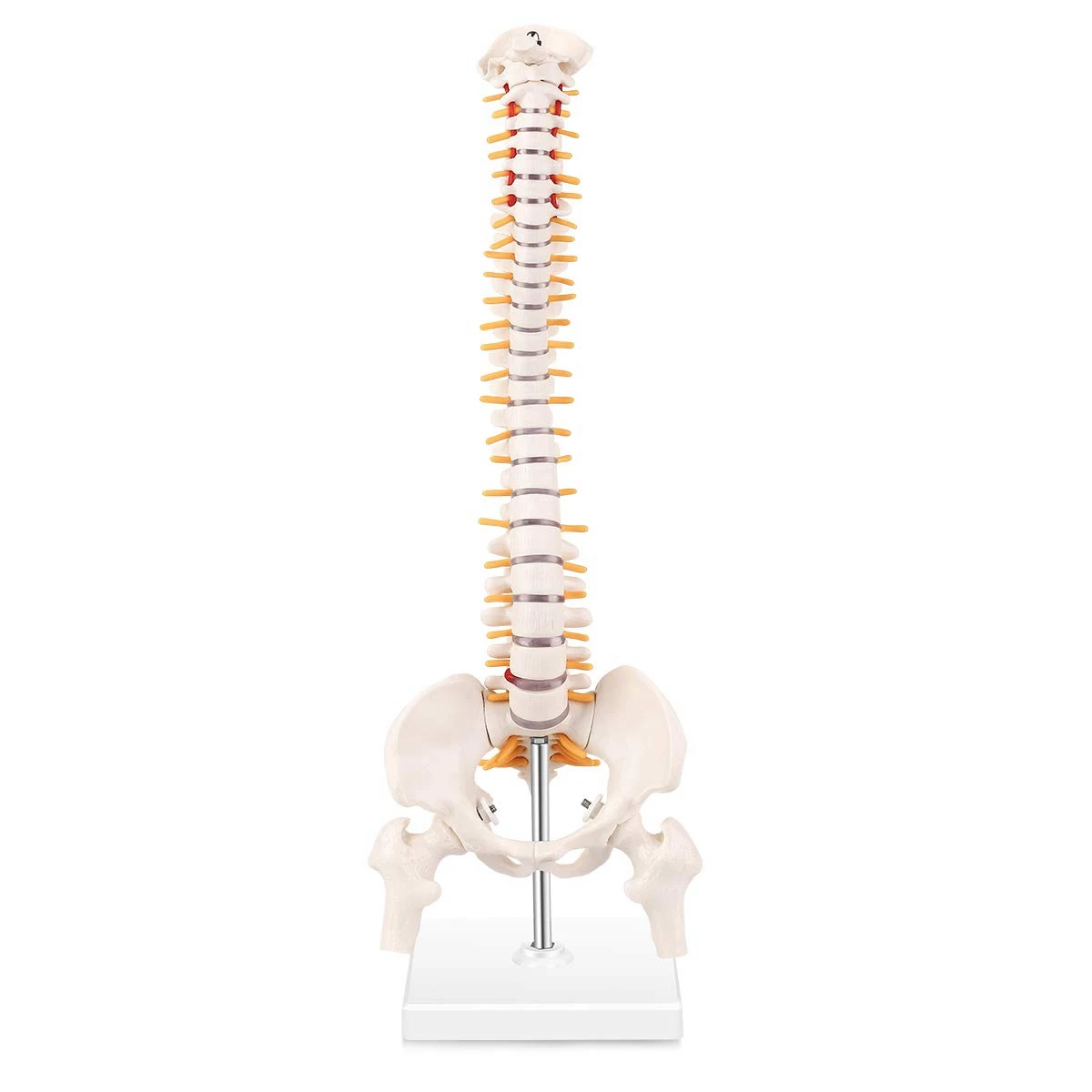 

Practical-Miniature Spine Anatomy Model, 15.5Inch Mini Vertebral Column Model With Spinal Nerves, Pelvis, Femur, Mounted On A Ba