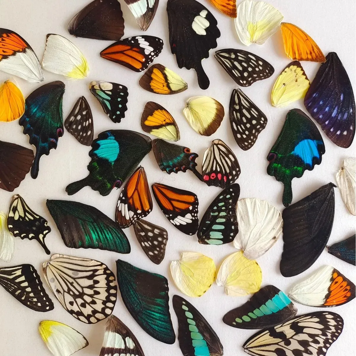 Alas de mariposa reales, materiales de decoración del hogar, alas de espécimen de mariposa, hermosas alas de mariposa, jardín de hadas