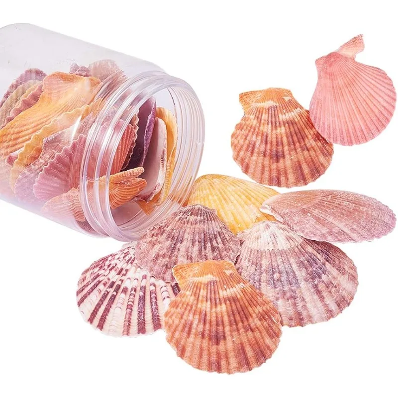 25pcs Undrilled Scallop Shells Natural Sea Shell Beads Mixed Color for Jewelry Making, Home & Party Decor