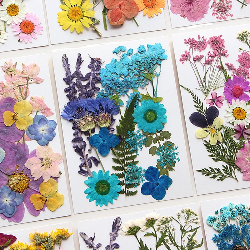 حشوات راتنج زهور مجففة منقوشة ، زهرة حقيقية لتزيين المنزل ، مشغولات يدوية لفن الأظافر ، مشغولات صناعة المجوهرات ، سهلة الاستخدام ، ممتعة #5