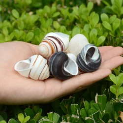 Natural White Snail, White Field Snail,Shell,Sea Snail,Hermit Crab,Replacing Shell,Fish Tank,Landscaping, Aquarium Decoration