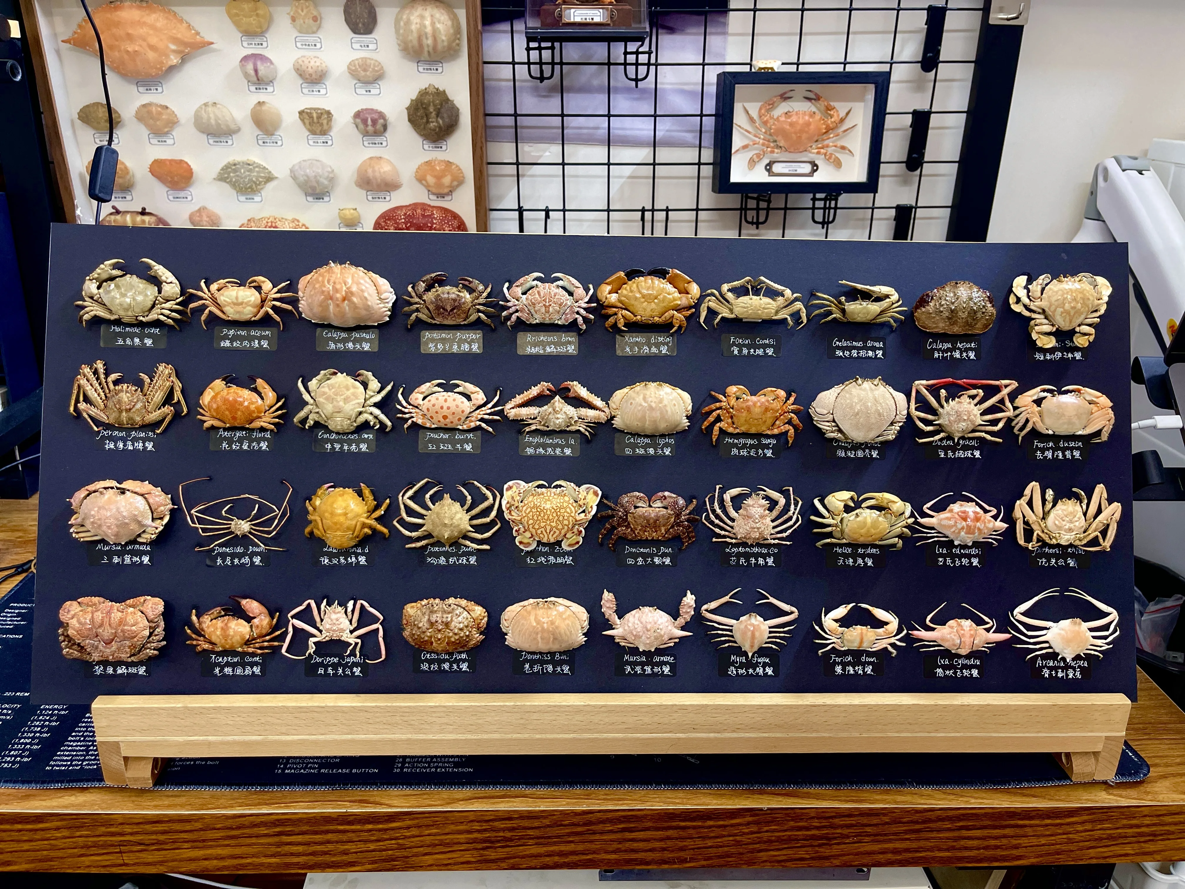 

More Crabs for Choose Real Specimen Special Handicrafts Collectors Home Decor Ornament Desk Decoration Customized