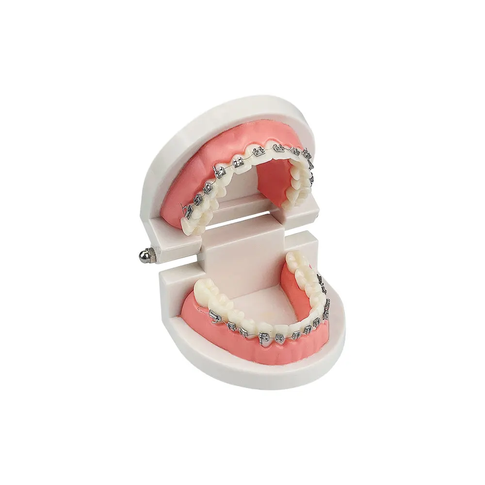 Typodont ortodôntico dental com suporte do metal, Arch Wire, Demonstração do estudo do dentista, modelo dos dentes