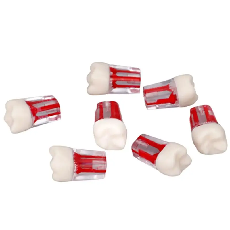 1pcs Tooth Model Root Practice Pulp Cavity Clear Resin Teaching Teeth Model For Student Study Science Equipmenent