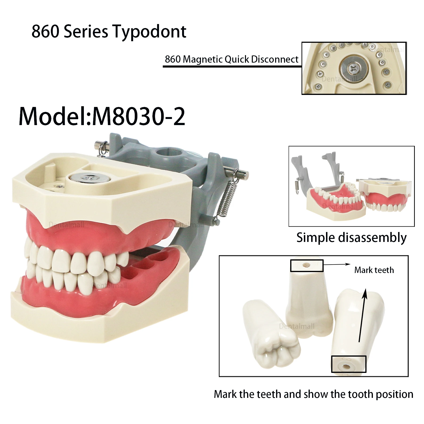 Dental Teeth Model 32 Removable Teeth with Soft Gingiva Magnetic Model Fit Columbia 860 Series Type