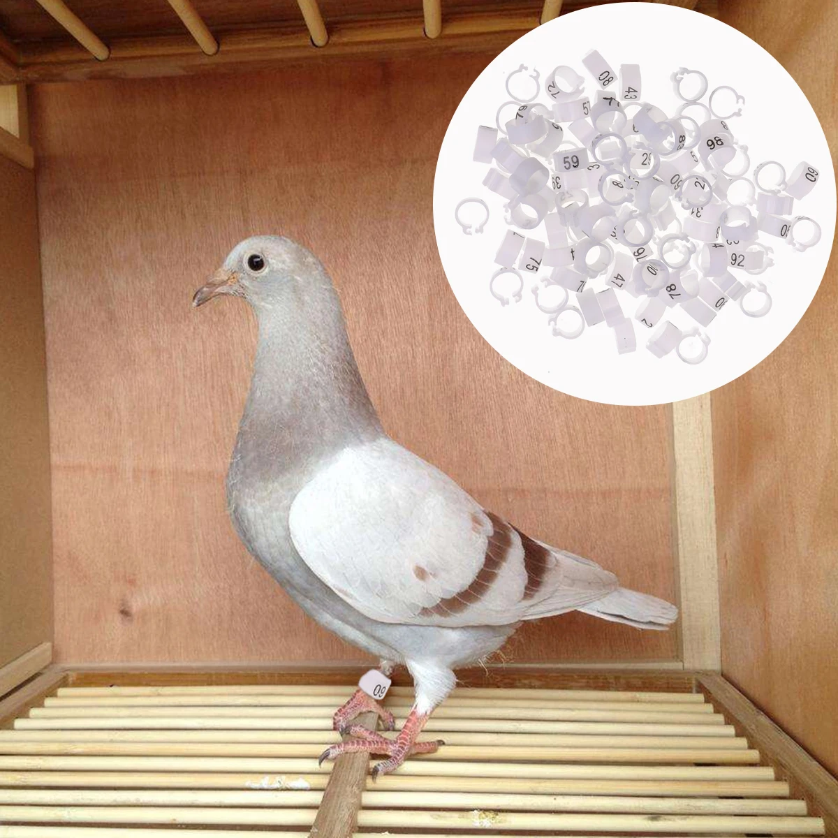 

100pcs Birds Foot Rings Eco-Friendly Opening Bird Identification For Parrots Pigeons Mixed Color Safe Lightweight Pet Bird