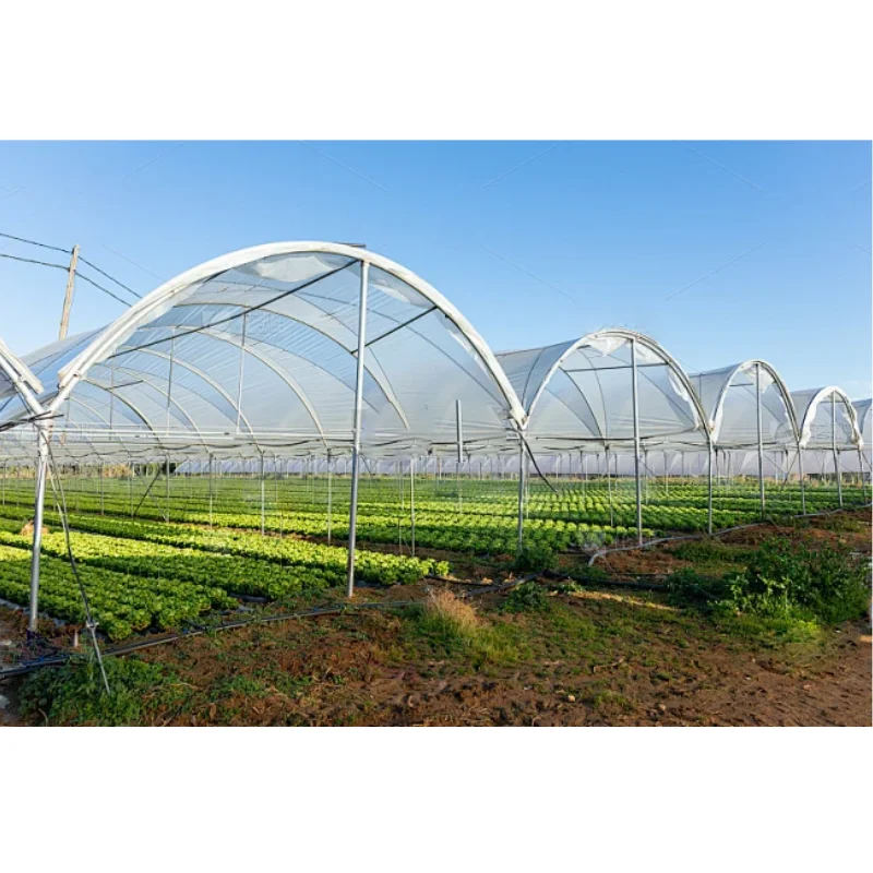 تخصيص الدفيئة الزراعية واحدة بولي نفق الدفيئة الإطار المعدني الخضار فيلم بلاستيكي تنمو خيمة الطماطم متعددة الإضاءة الخضراء