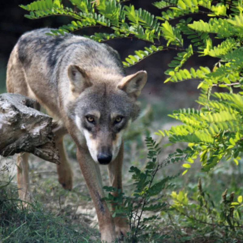 

390 Brush Motor RC Car Motor Low Noise Strong Magnet Copper 14T metal gear for Remote Control Car