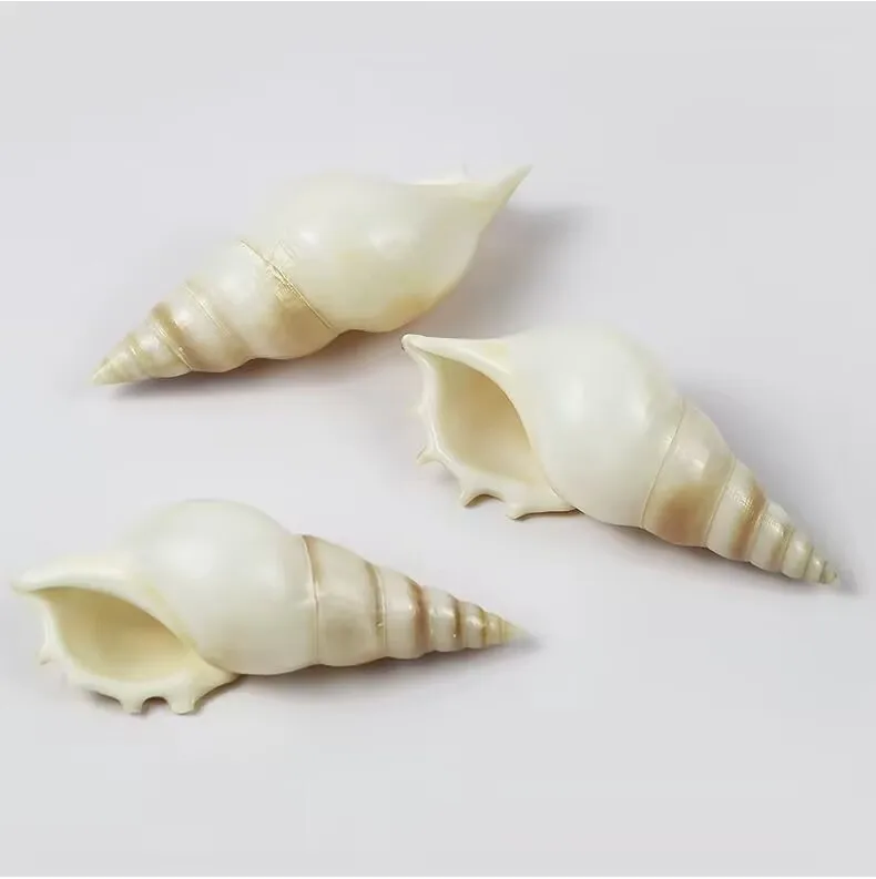 2PCS Natural Conch Shell Martin Snail Fish Tank Landscaping Aquarium Decoration Brown Furniture Ornaments Collection Specimens