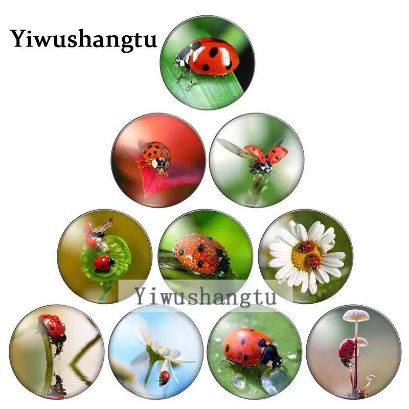 New insect ladybug go back to nature 10mm/12mm/18mm/20mm/25mm Round photo glass cabochon demo flat back Making findings ZB0543