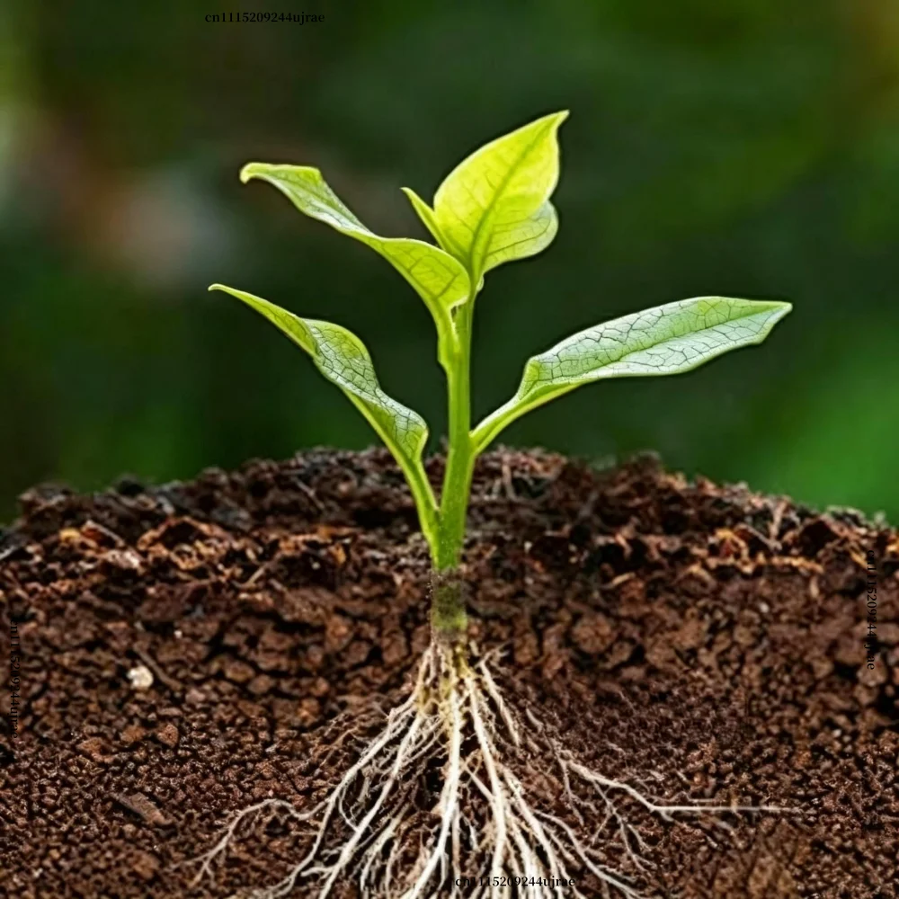 K‑IBA 98% Potassium Indole Butyrate Water Soluble Root Growth Fertilizer Rooting Powder