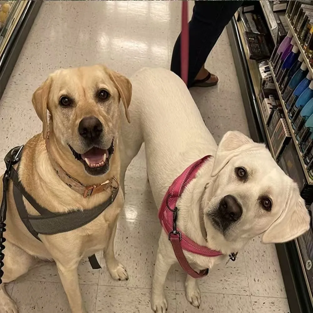 New Nylon Dog Harness Distributes Force Evenly Soft Large Dog Harness Handle Feature Adjustable Dog Walking Leash Pet Supplies