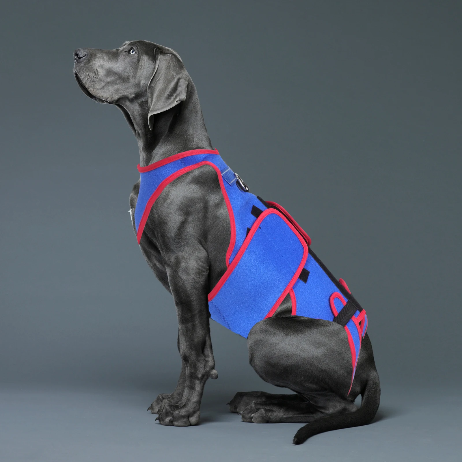

1pcs Pet Vest Dog Back Brace For Cervical Spondylosis Prevention Comfortable Chest Harness Easy Install Washable