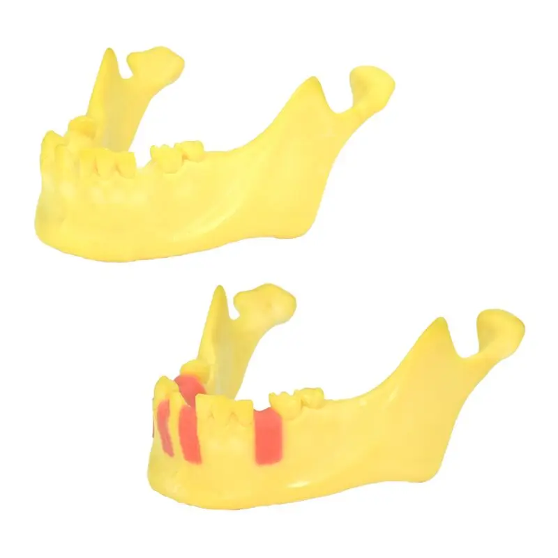 

Dental Mandible Model Dental Training Model Tool Dental Lab Instrument