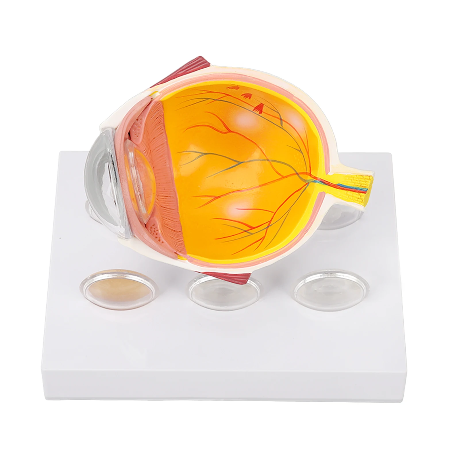 Augapfelmodell, vergrößertes anatomisches Modell des menschlichen Auges, genaue Shows, Augapfelmodell mit optischer Hornhautlinse