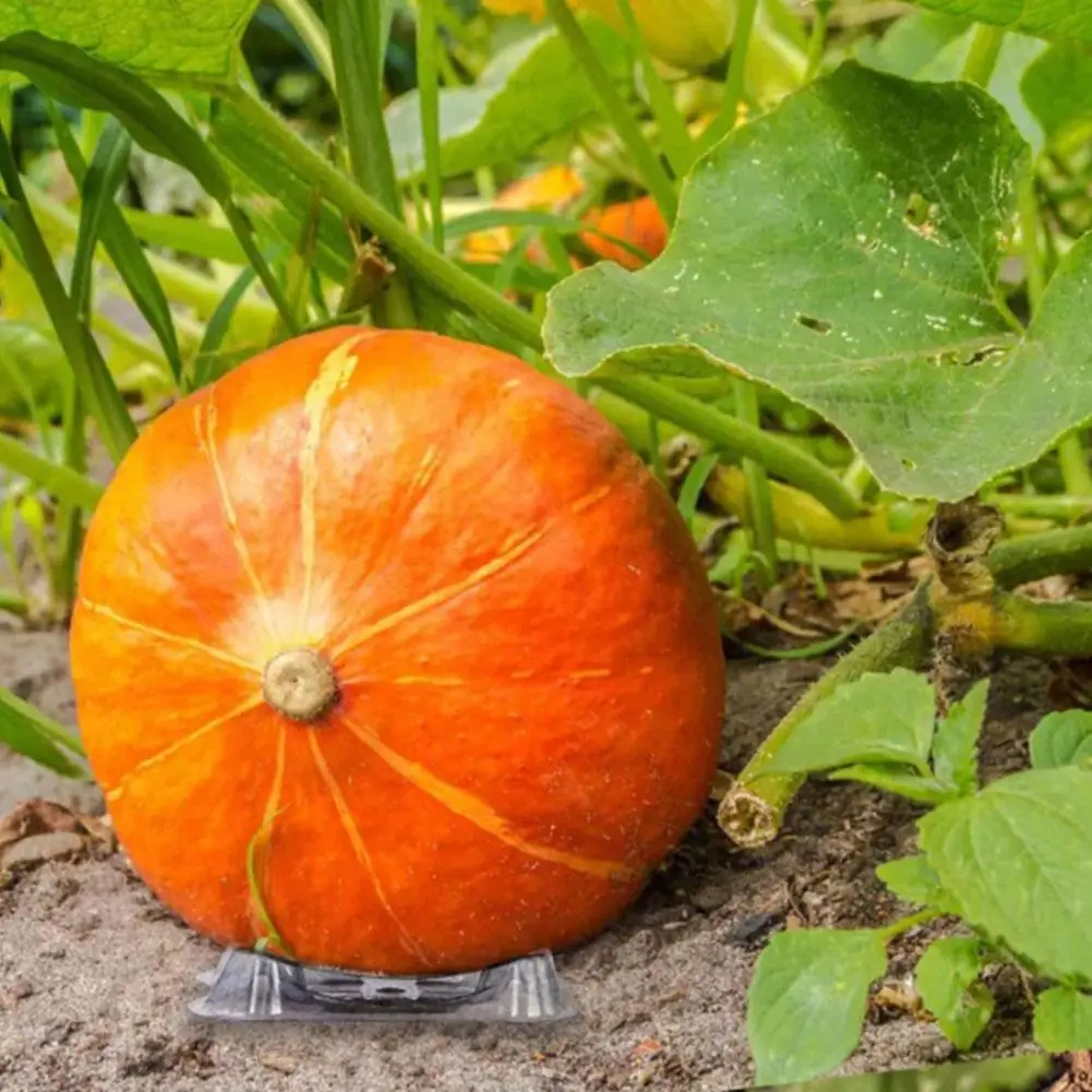 20/50/100pcs Transparent Watermelon Fruit Planting Tray Vegetables Plant Support Basket Household Garden Planting Supplies