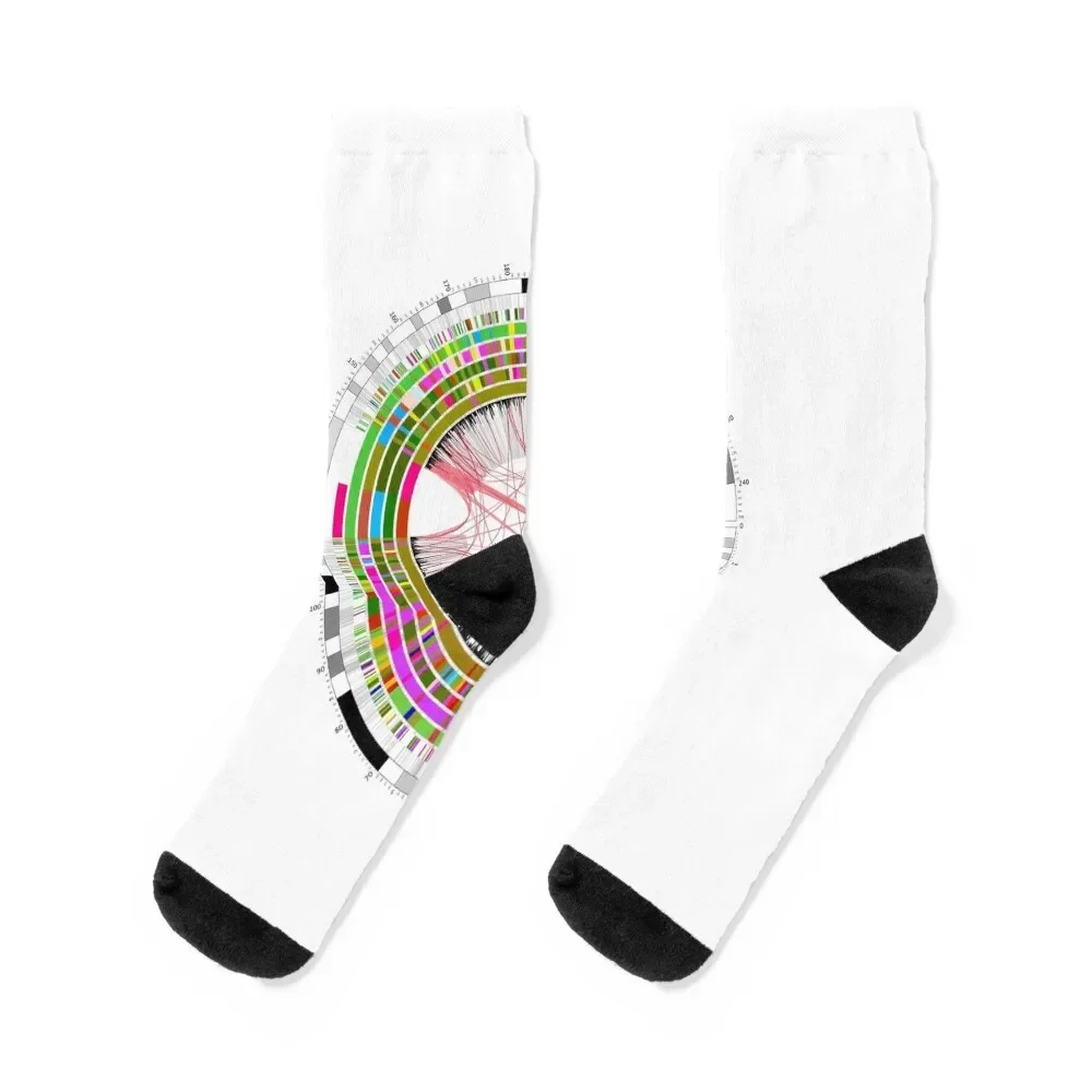 Circular genome map (G210/1089) Socks set anime New year's Socks Women's Men's