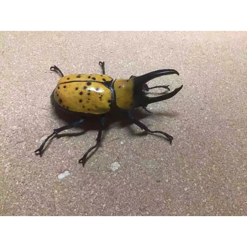 الموسوعة البيولوجية Gashapon الأصلية من بانداي-Hercules Beetle نموذج محاكاة الحشرات ، ألعاب قابلة للجمع/ديكور هدايا للأطفال