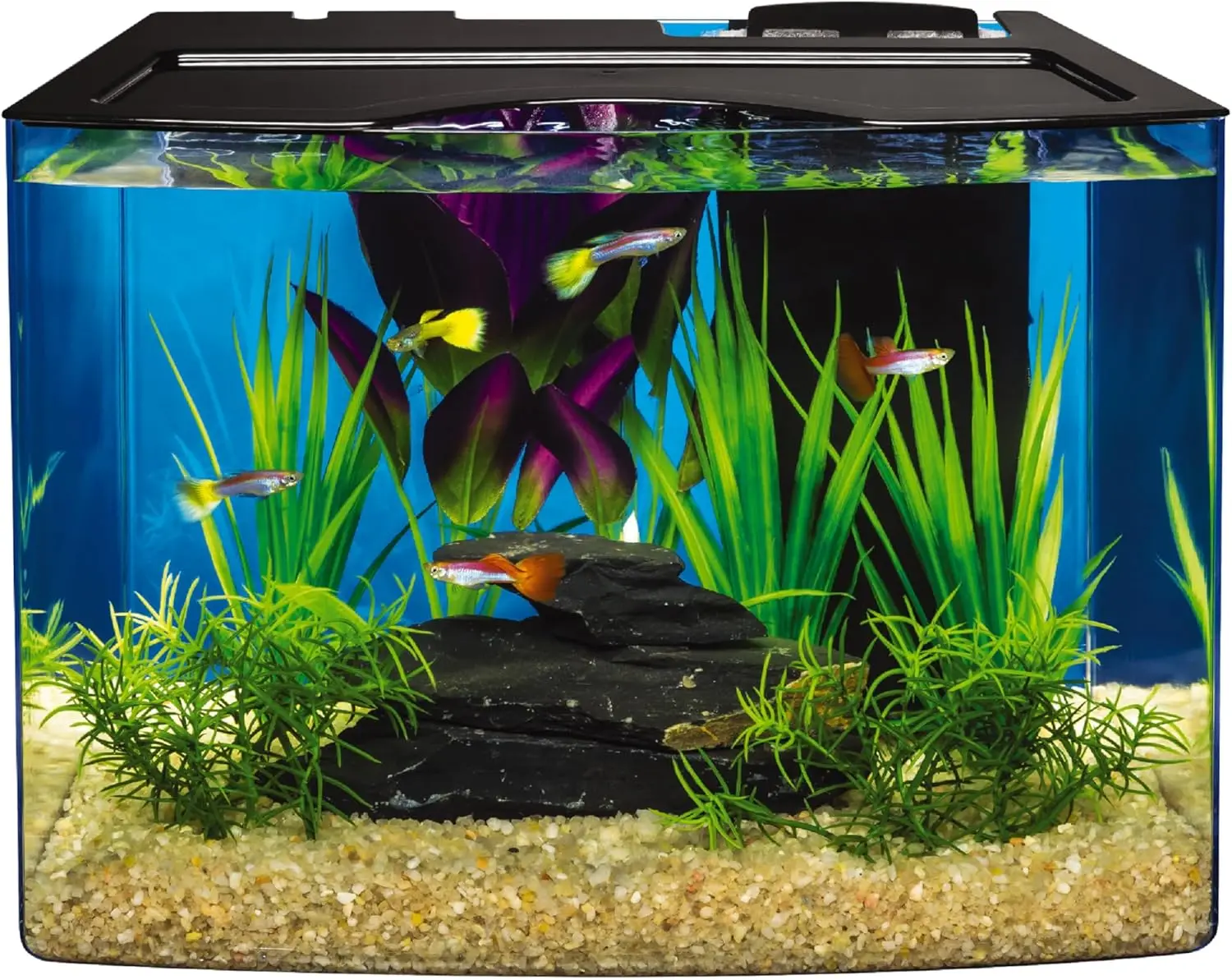 

Curved 3-Gallon Fish Tank Kit with LED Lights & STEM Guide