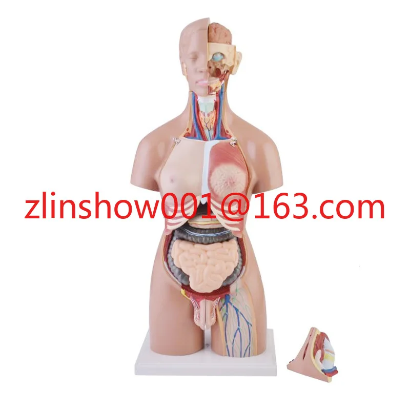 55cm Gender High Reduction Internal Organs Trunk Human Body Structure Medical Teaching Aids Anatomy Model