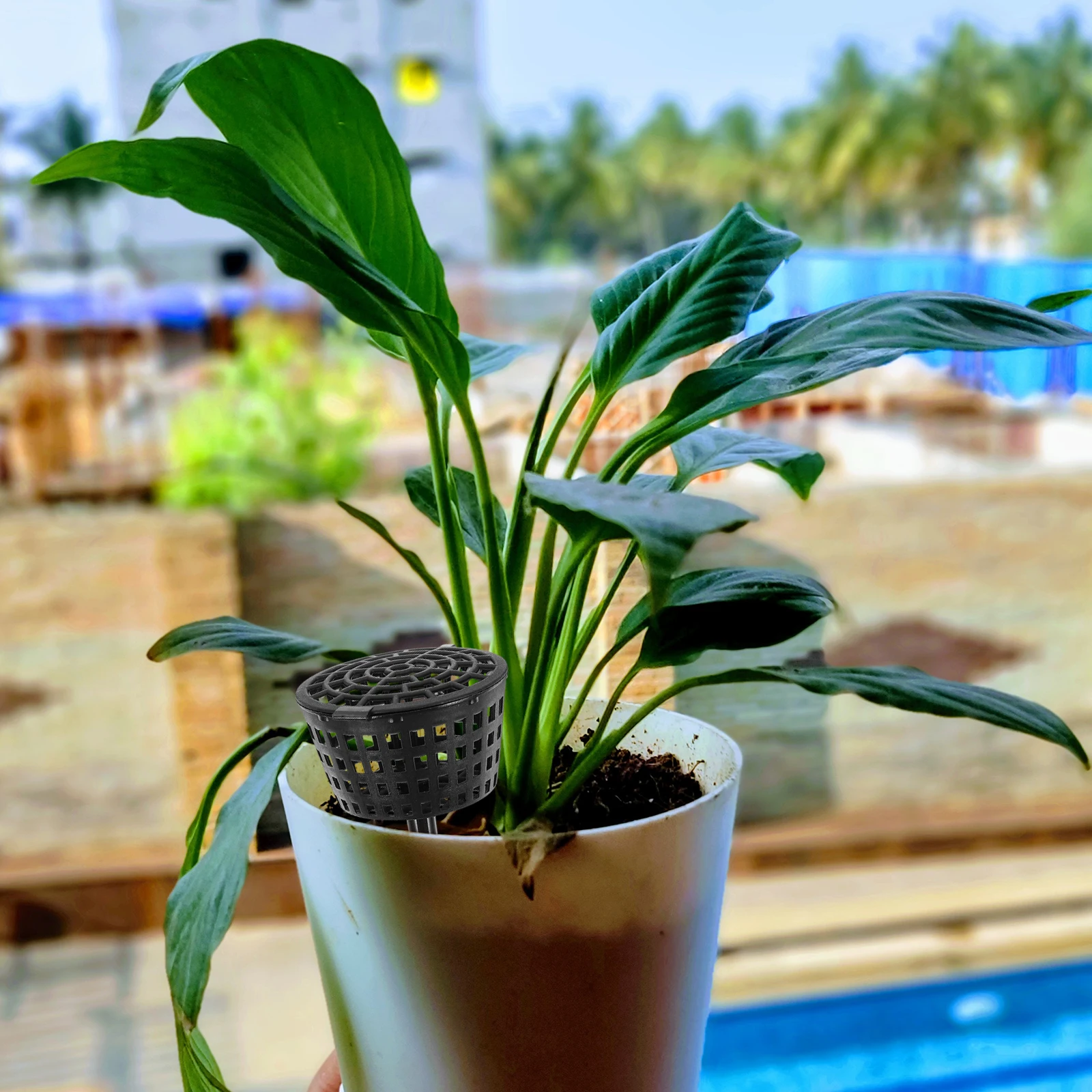 10Pcs Fertilizer Box Gardening Supply Easy Use Design Suitable Bonsai Flower Orchid Small Plant Accessories Fertilizer Box