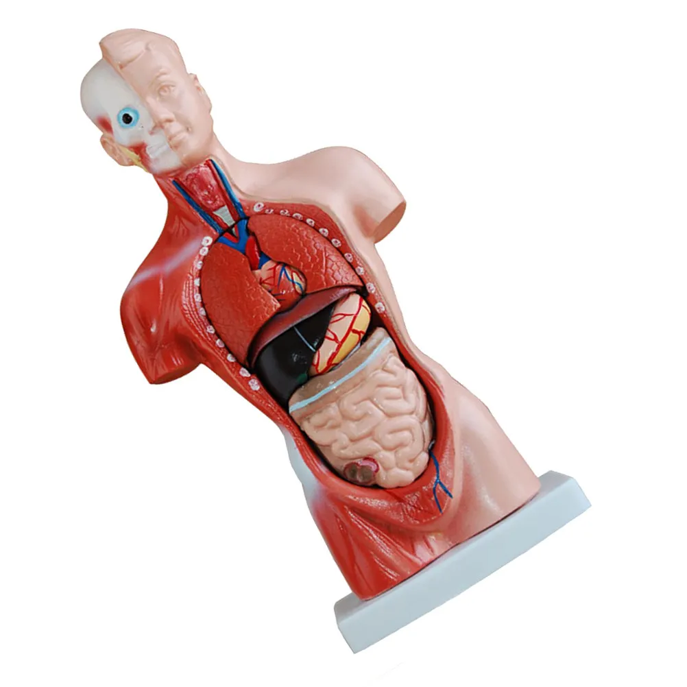

Human Heart Anatomy Teaching Prop 28Cm Torso Disassemble Medical Study Teach Biology Demonstration Internal Organs