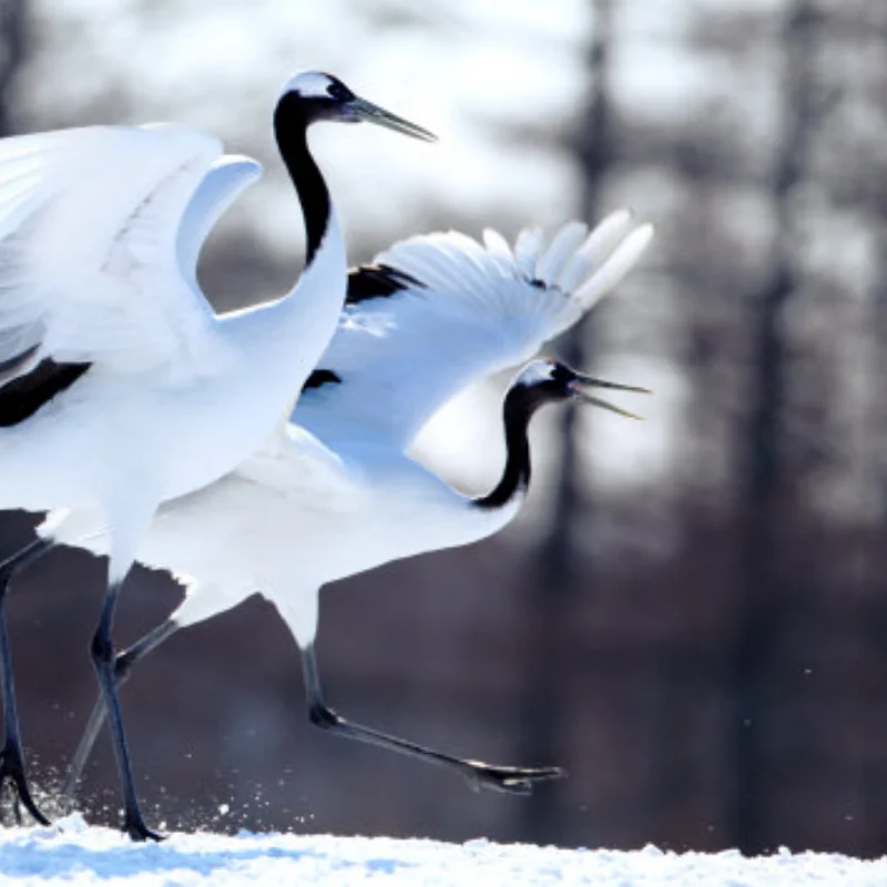 For MJX Hyper Go V2 10208 1/10 RC Cars R/C trucks spare parts Wheelie Bar Assembly