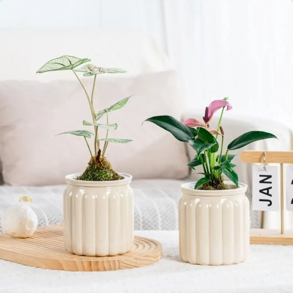New Self Watering Hydroponic Plants Pot Plastic Removable Flowerpot Mini Succulent Planter Tabletop Vase