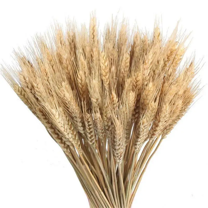 Dried Wheat Stalks natural colors rural plants 100pcs Wheat Bunch wedding decorations shooting props for good luck decoration