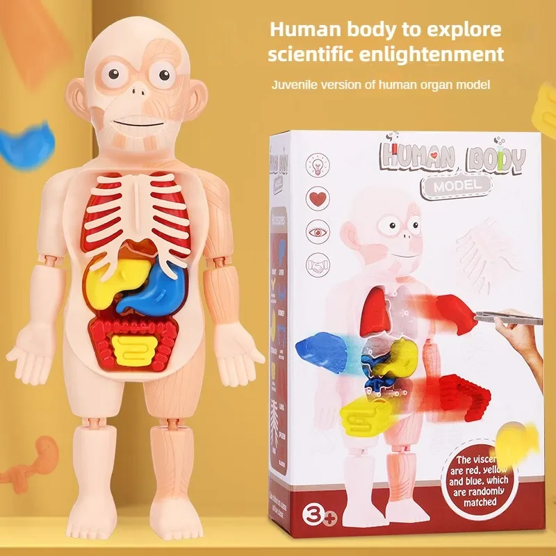 Children's Educational Human Organs Model Ornaments DIY Assembled Medical Early Education Cognitive Science Toys Jigsaw Puzzle