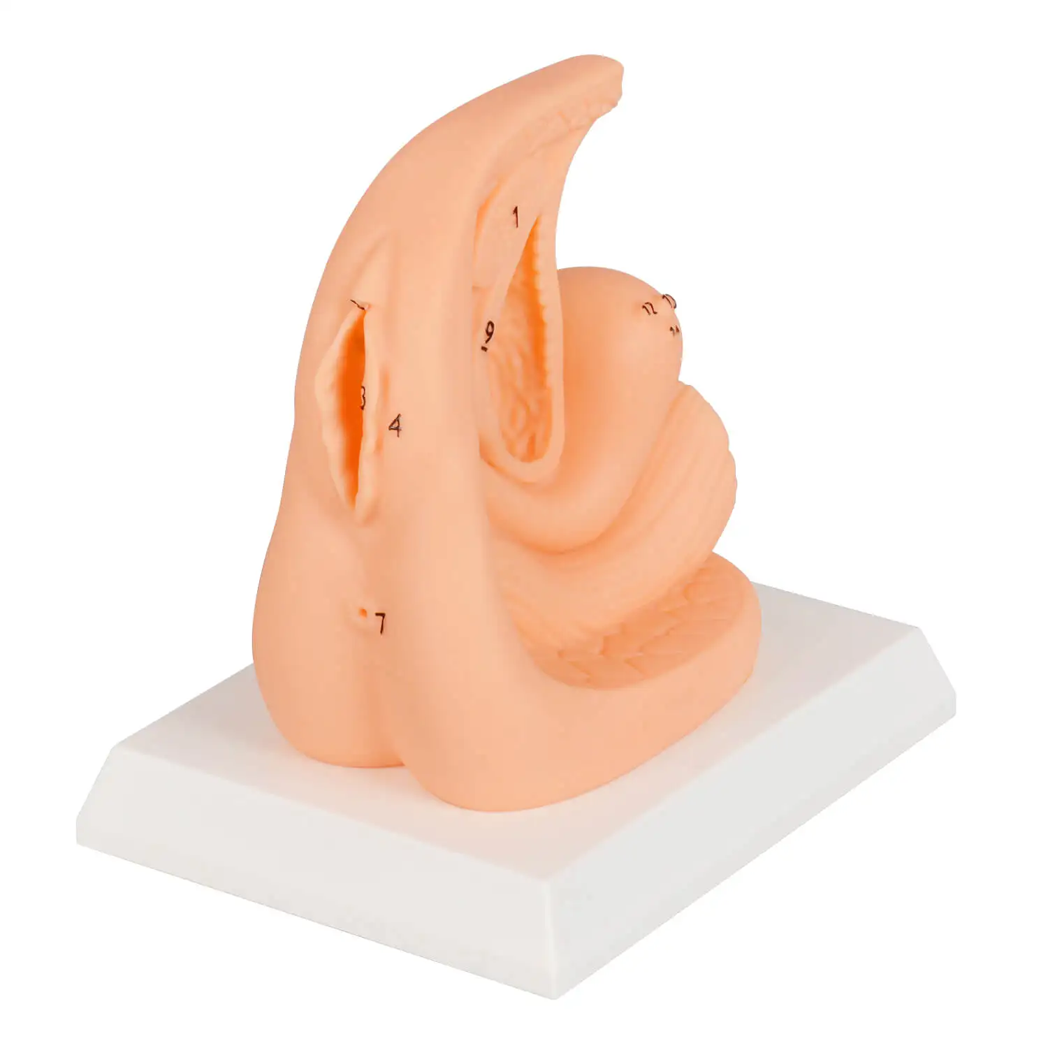 

Female Foley Catheter Simulation Task Trainer for Healthcare Practice And Training