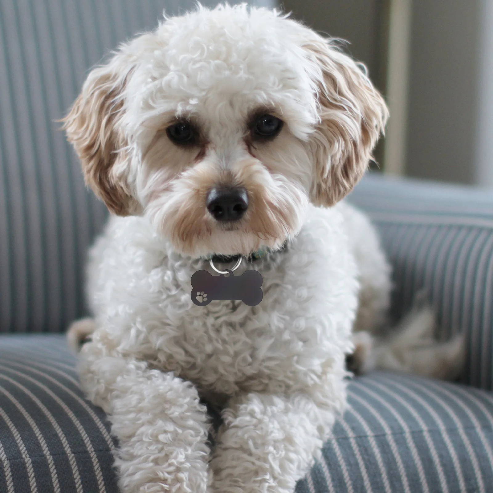 

2Pcs Blank Dog Tags Stainless Steel Engraving Metal Pet Tags Anti-Lost Name Tag for Dogs Cats Puppy Identification