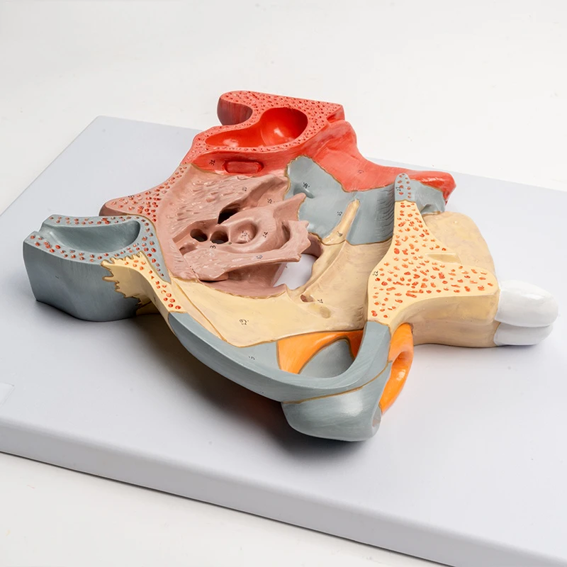 Enlarged nasal cavity model Sinus nasal display teaching aids Human ENT respiratory nasal cartilage model