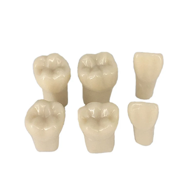 1Set 32PC Resin Dental Teeth Model Simulated Replacement Teeth Compatibly Nissin For Dental Technician Practice Teaching Laborat