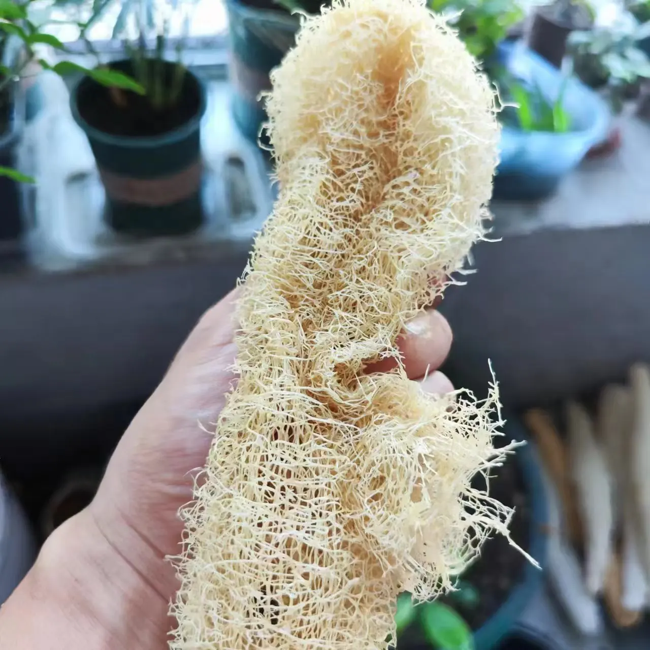 Spons Loofah luar biasa serbaguna dari perawatan kulit hingga pembersih rumah tangga serat alami pembersih ajaib untuk membersihkan