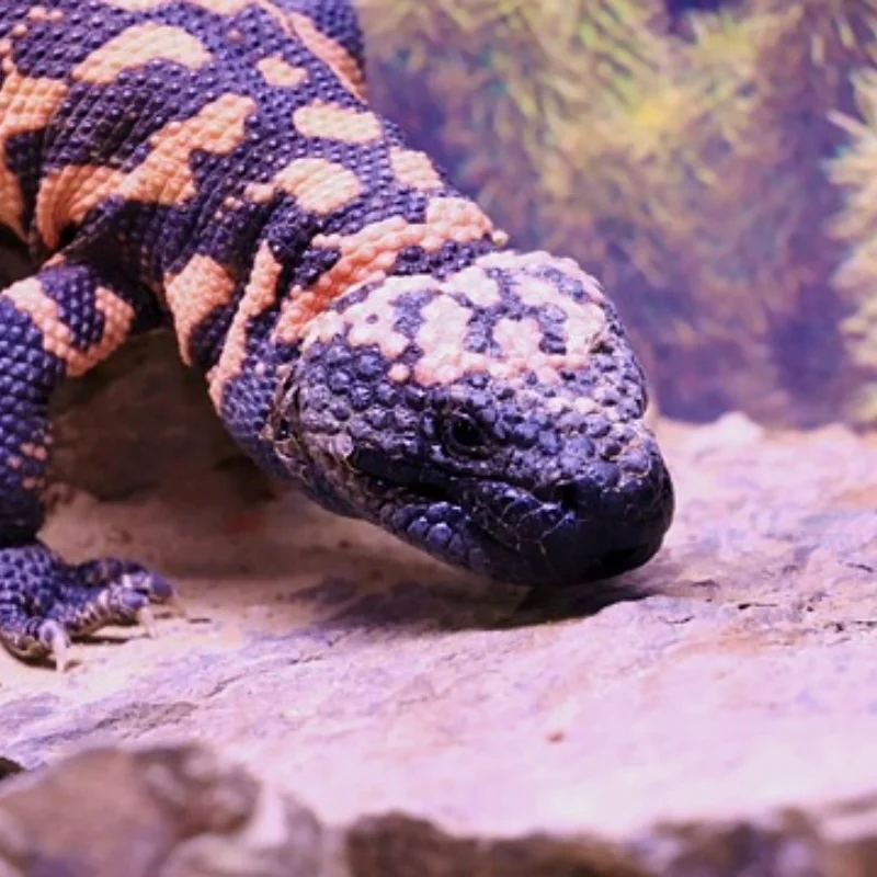 

Metal Differential Outdrive Diff Gear Planet Gears for 1/10 Arrma Bigrock Kraton Outcast Senton 1/8 Infraction Typhon Vendetta