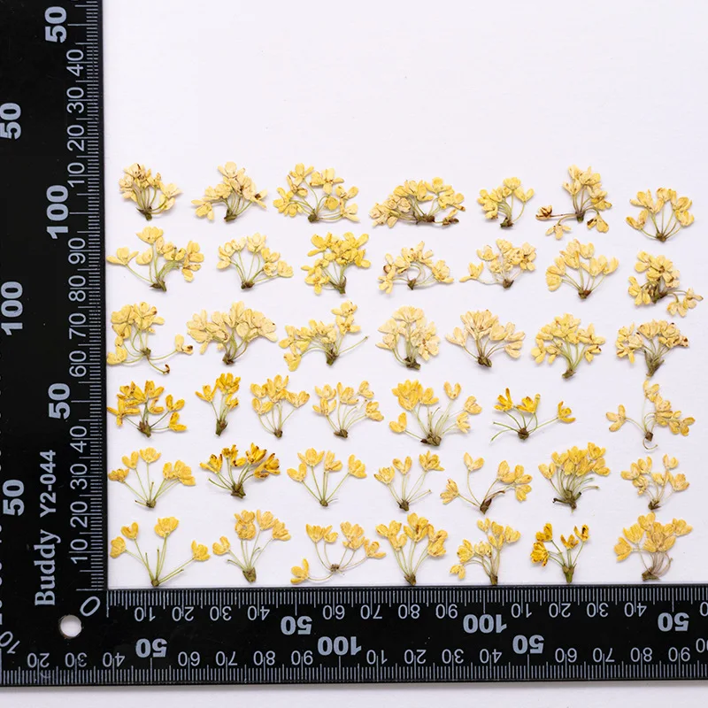 24 Stück, Natürliche Echte Gepresste Blumen, Getrocknete Pflanzen, DIY-Material für Harz, Lesezeichen, Scrapbooking, Heimdekoration, Bastelzubehör – Detail 17