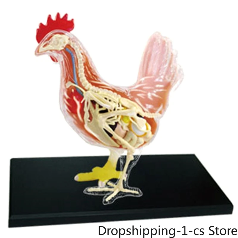 

Red And White Chicken 4D Master Puzzle Assembling Toy Animal Biology Organ Anatomical Teaching Model Anatomy