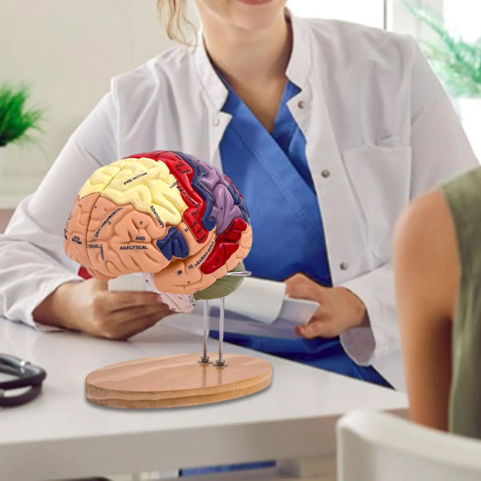 Human Brain Model Anatomy Teaching Model for Biology Classroom Study