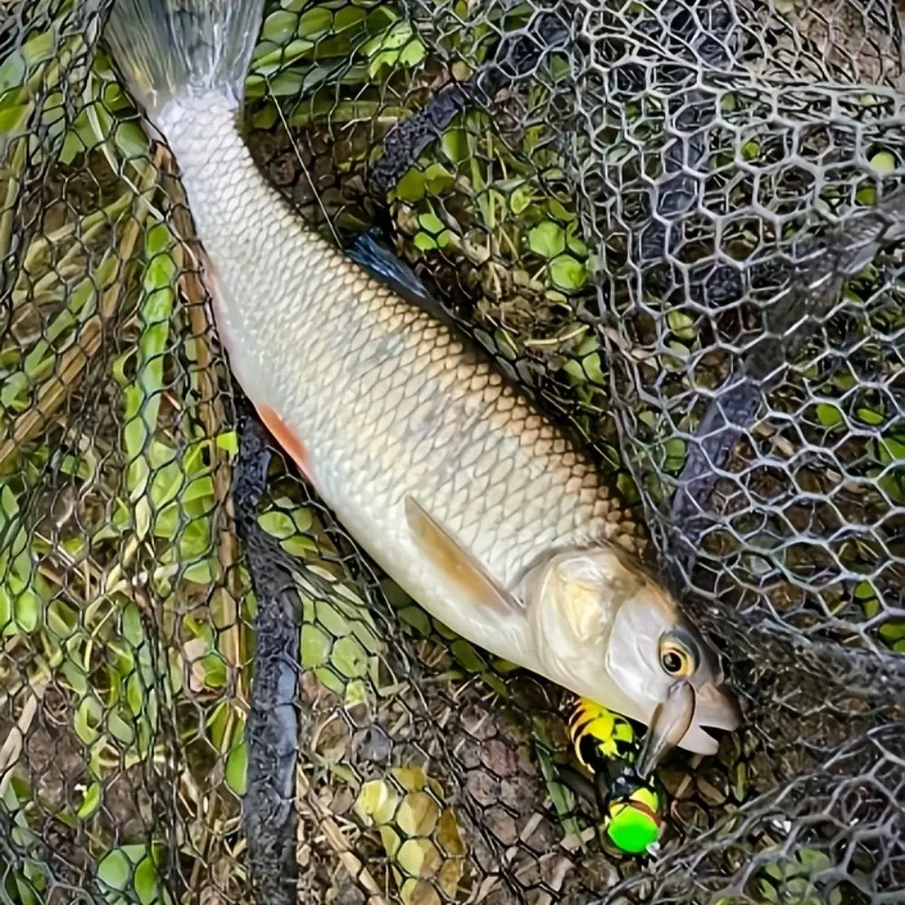 iscas-artificiais-flutuantes-de-40mm-e-48mm-design-bionico-de-inseto-para-pesca-de-superficie