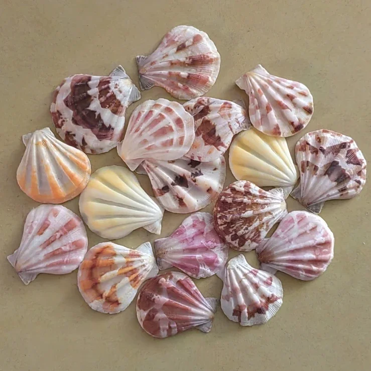 3-4CM Thick Scalloped Conch Conch Seashell for Fish Natural Decor Pattern Ocean Landscape Mediterranean Style 50PCs/Lot